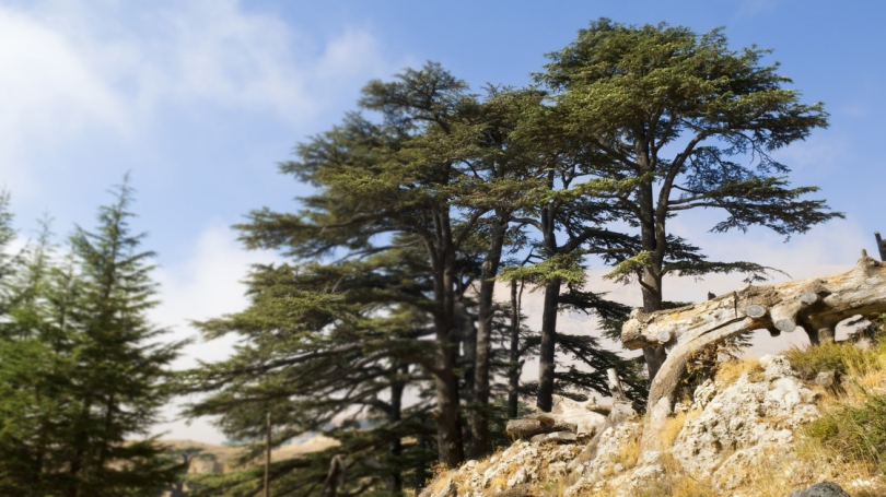 The Cedars of Lebanon & wood for the temple